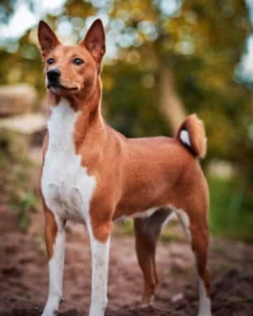 sensibilidad de los perros